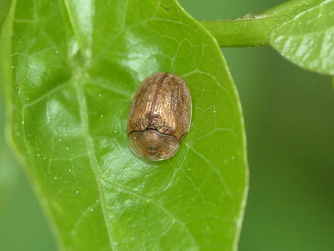 Cassida minuscola: Cassida nebulosa?